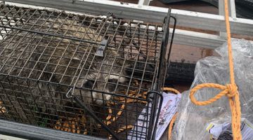 アライグマ捕獲事例																																					
