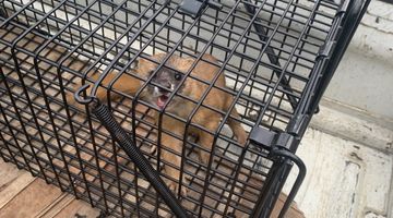 イタチ捕獲事例																																				