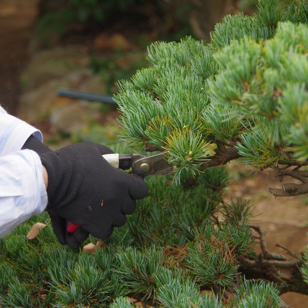 福岡・佐賀で剪定の見積もりでしたら当社にお任せください