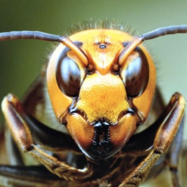 福岡・佐賀で害獣のお悩みなら当社の見積もりをお試しください